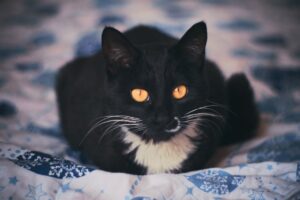 Коронавірус у кішок: симптоми та лікування.