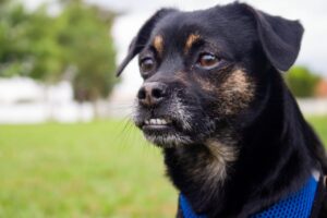 Молочні зуби у собак.