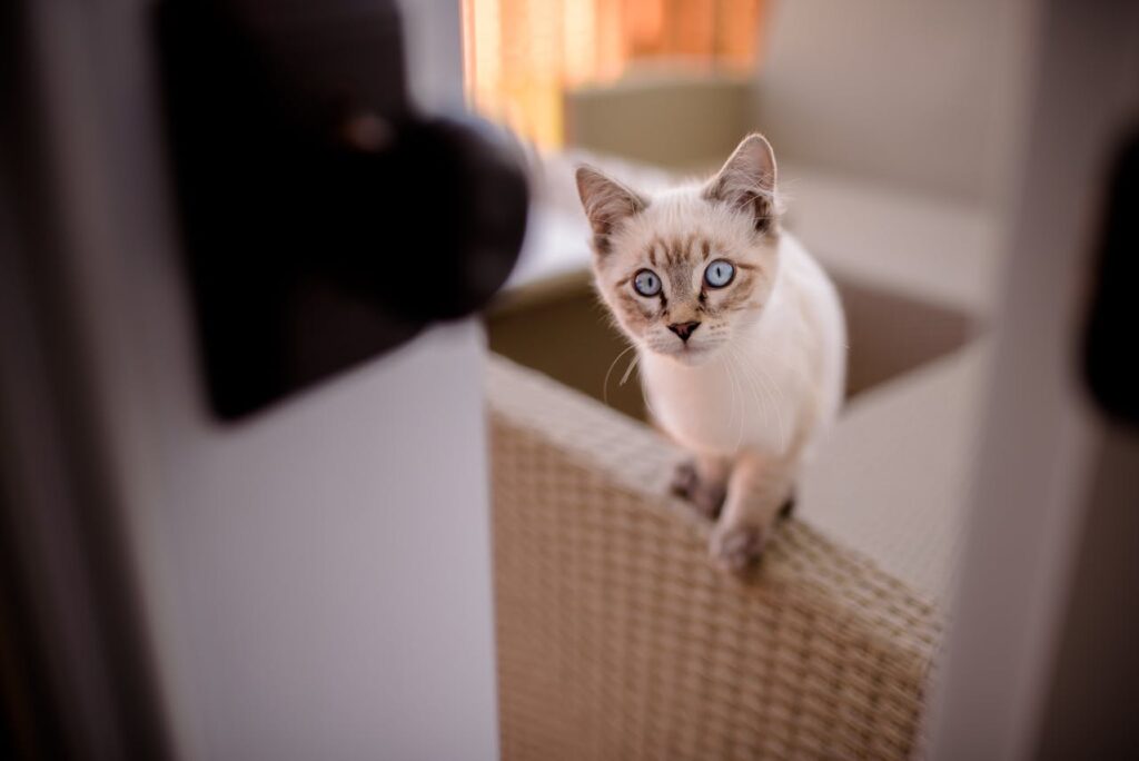 Назофарингеальні поліпи у кішок.