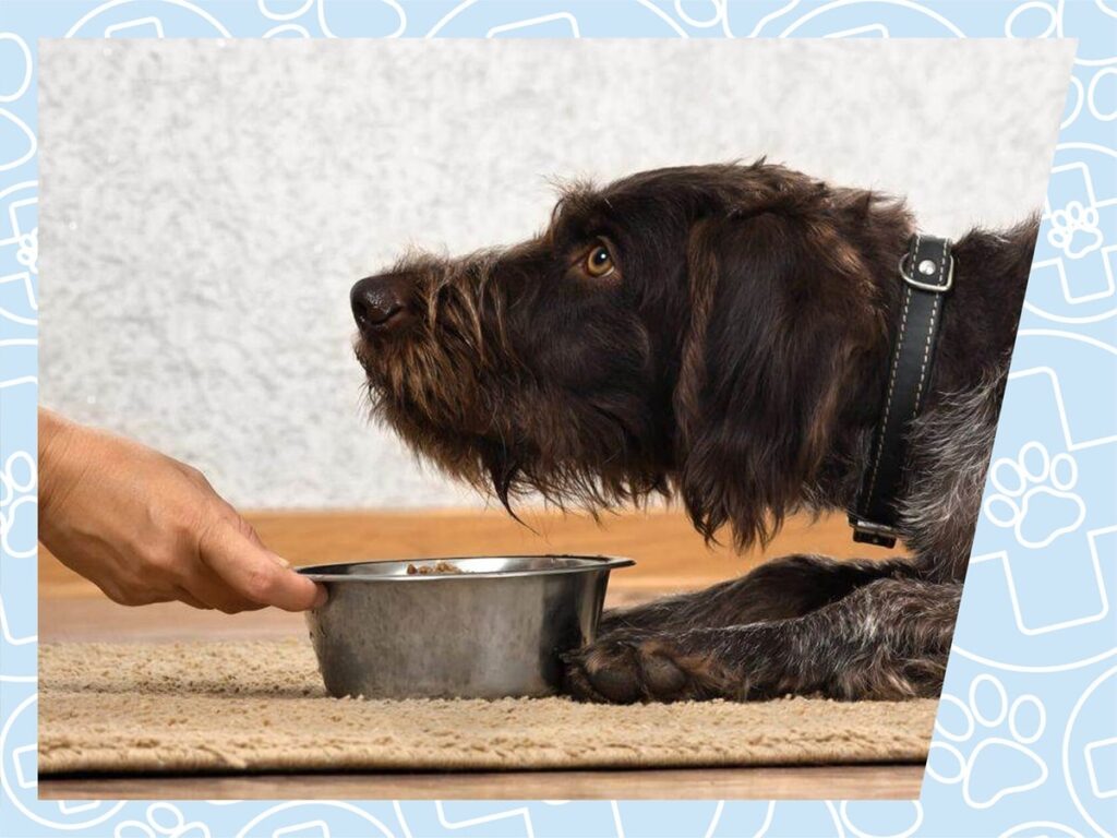 Огляд корму для собак Farmina. Інгредієнти найвищої якості.