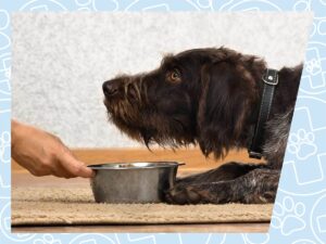 Огляд корму для собак Farmina. Інгредієнти найвищої якості.