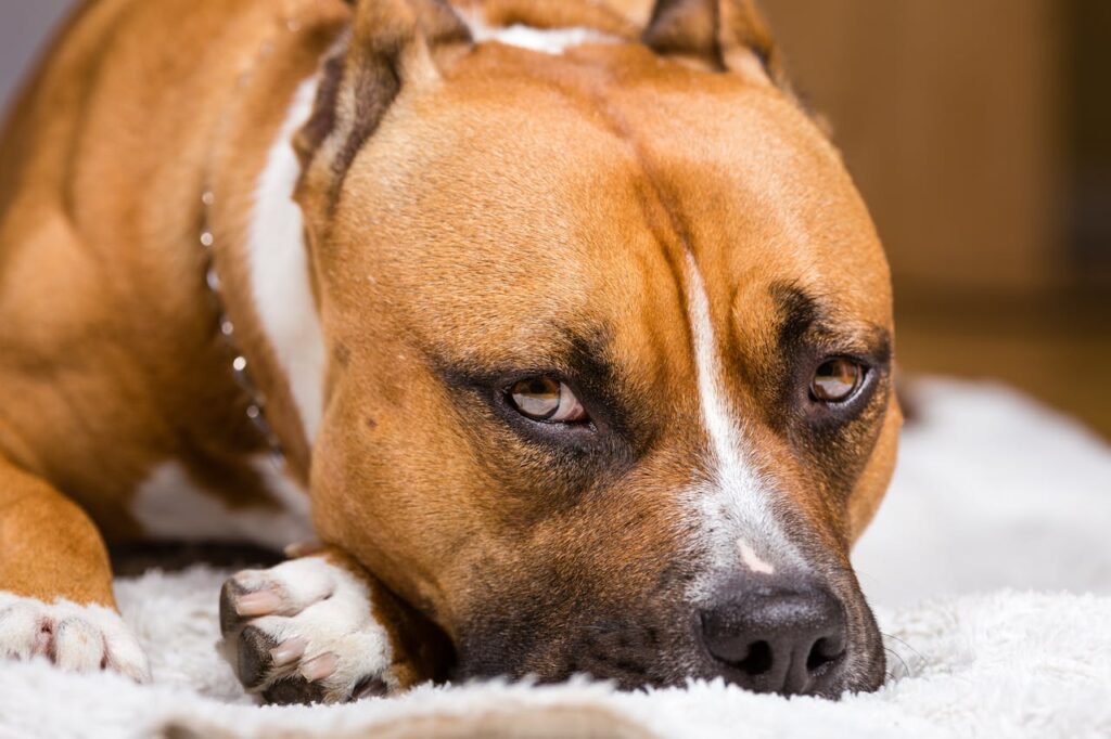 Парвовірусний ентерит у собак.