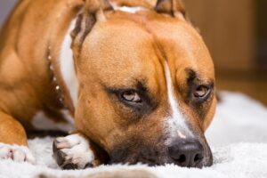 Парвовірусний ентерит у собак: причини, чимптоми, діагностика, лікування.