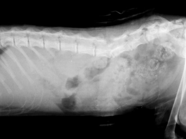 Перелом хребта у собаки