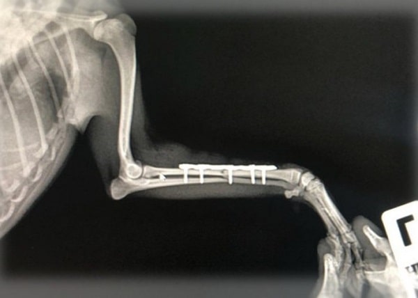 Перелом лапи у собаки