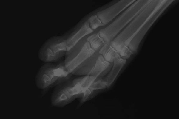 Перелом пальця у собаки