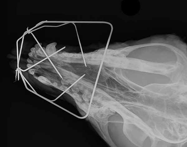 Перелом щелепи у собаки