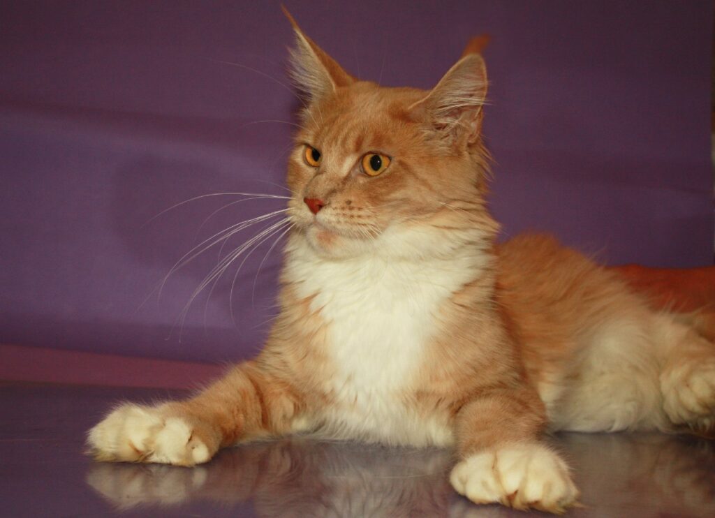 Полідакт мейн-кун — що це означає, особливості полідактилії та фото.