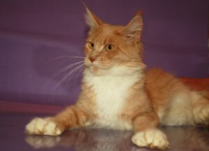 Полідакт мейн-кун — що це означає, особливості полідактилії та фото.