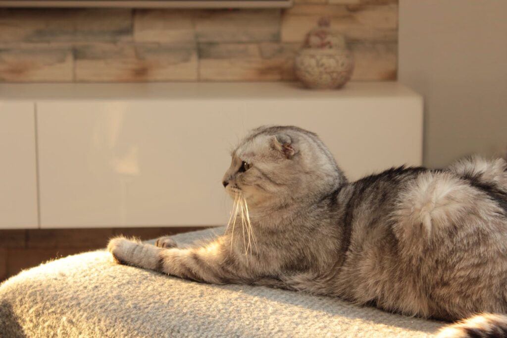 Постін'єкційна саркома кішок.