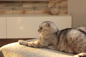 Постін’єкційна саркома кішок.