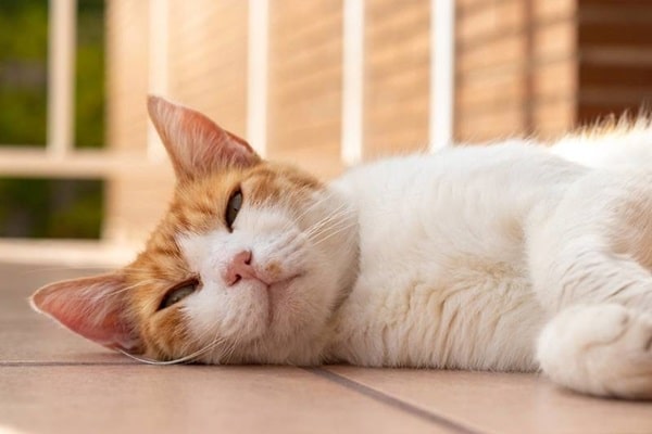 Про гіперестезію у кішок