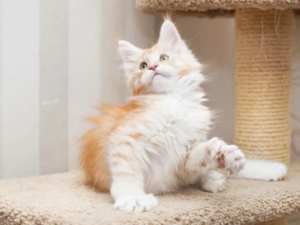 Причини полідактилії у кішок