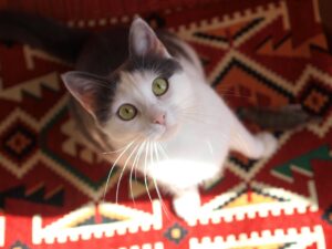 Пухлини молочних залоз.