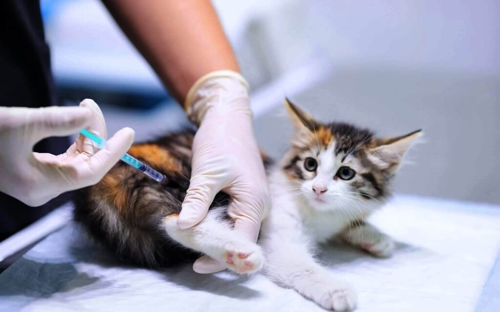 Що потрібно знати про щеплення кошенятам?