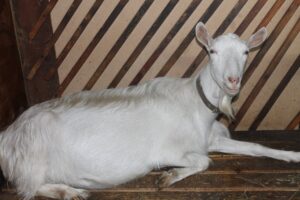 Що робити, якщо вагітна коза не може встати на ноги?