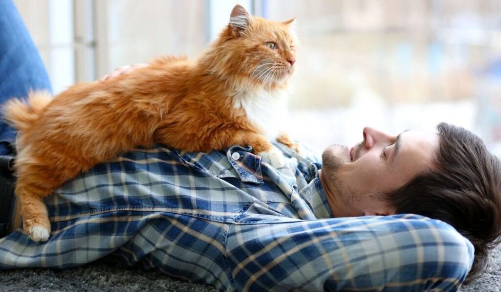 Що таке фелінотерапія і де її застосовують?