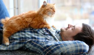 Що таке фелінотерапія і де її застосовують?