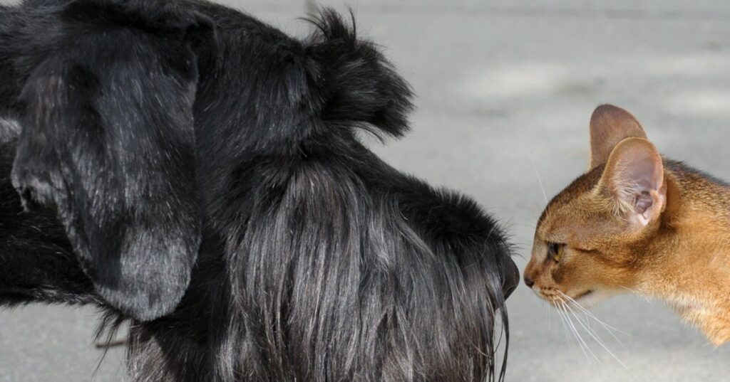 Сказ у тварини. Ознаки, виявлення та необхідні дії.