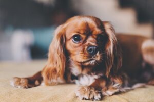 Собаку вирвало сухим кормом.