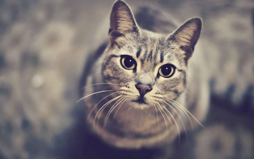 Стерилізація кішки: догляд після операції.