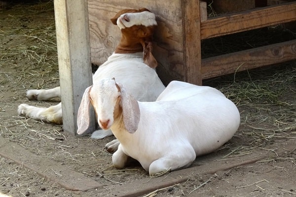Симптоми передпологового залежування у кіз