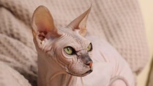 Як назвати дівчинку сфінкса — ТОП-500 імен для лисих кішечок.