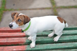 Як назвати джек-рассел-тер’єра — дівчинку?