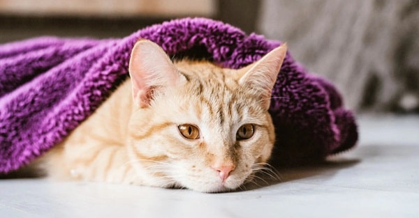 Як правильно висушити кішку?