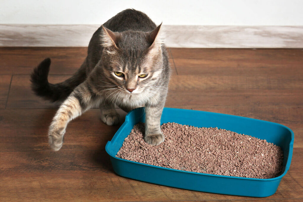 Як привчити дорослу кішку до лотка?