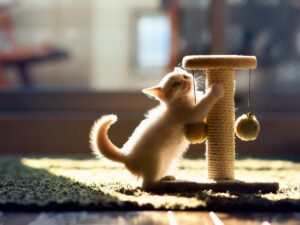 Як привчити вихованця до кігтеточки?