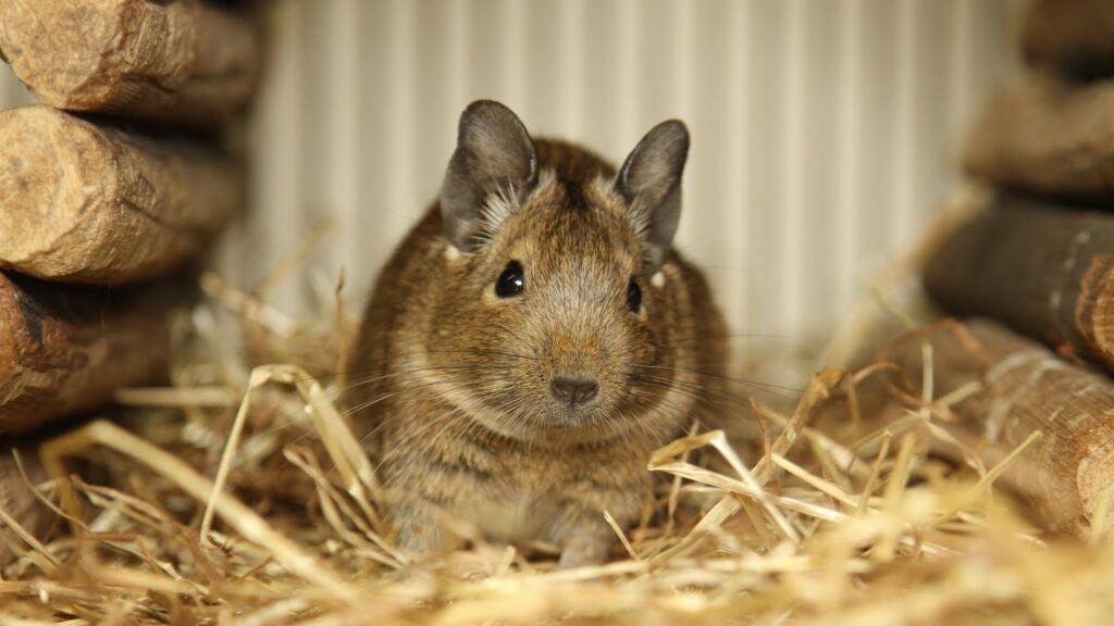 Як вибрати клітку для дегу (чилійська білка), правила догляду та раціон.
