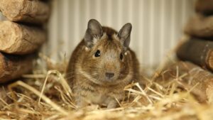 Як вибрати клітку для дегу (чилійська білка), правила догляду та раціон.