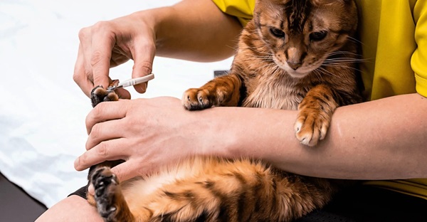 Як самостійно підстригти кігті кішці?