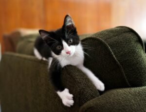 Як зробити кігтеточку для кішки?