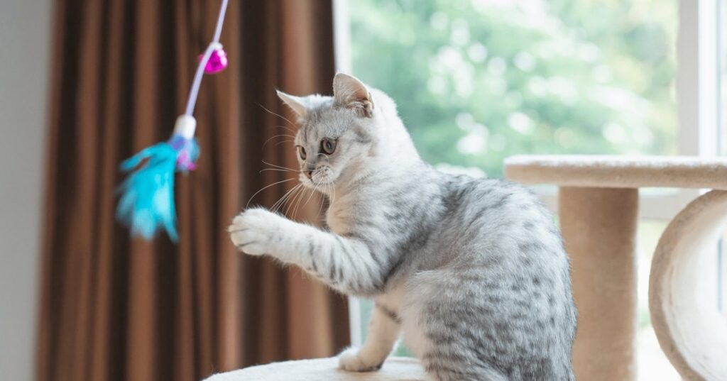 Які іграшки підходять для котів?