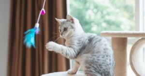 Які іграшки підходять для котів?