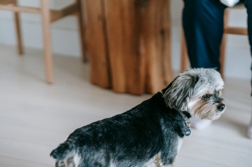Захворювання сечового міхура у собак.