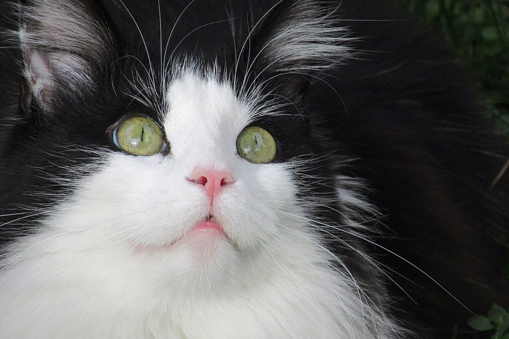 Запах із рота / пащі у кішки — причини та лікування.