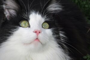 Запах із рота / пащі у кішки — причини та лікування.