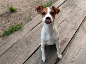 Змішане харчування для собак: чи допустиме воно?