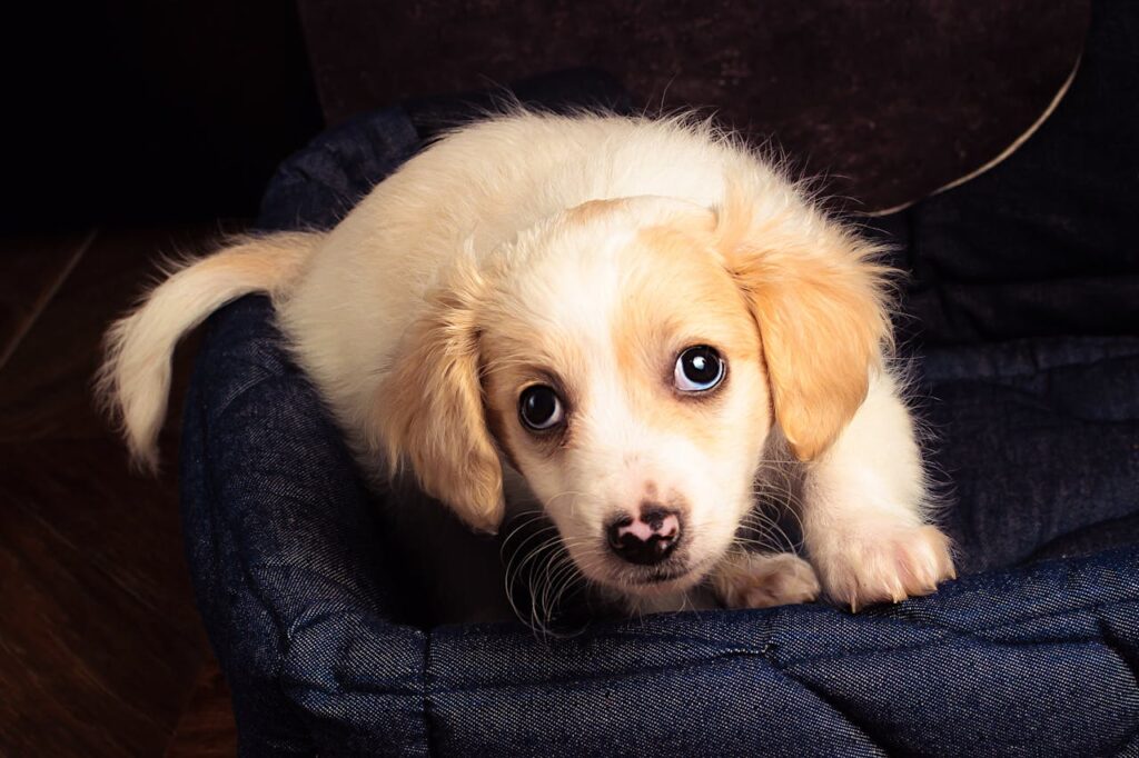 Аліментне цуценя — що це означає, плюси, мінуси, нюанси.