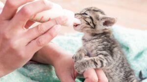 Чи можна кошенятам молоко?