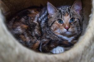 Криптококоз у котів: симптоми та лікування патології.