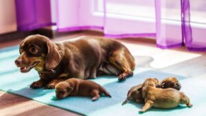 Скільки часу триває вагітність у собак?