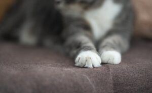 Скільки пальців у кішки на передніх і задніх лапах?