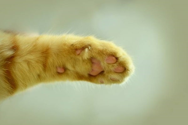 Скільки пальців у кішок на передніх лапах у нормі?