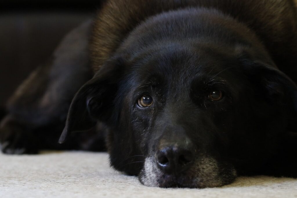Корм для собак без зубів.