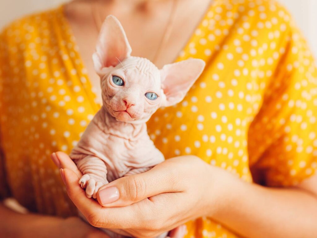 Як назвати хлопчика сфінкса — ТОП-550 імен.