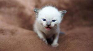 Як назвати сіамського кота — ТОП-495 імен.